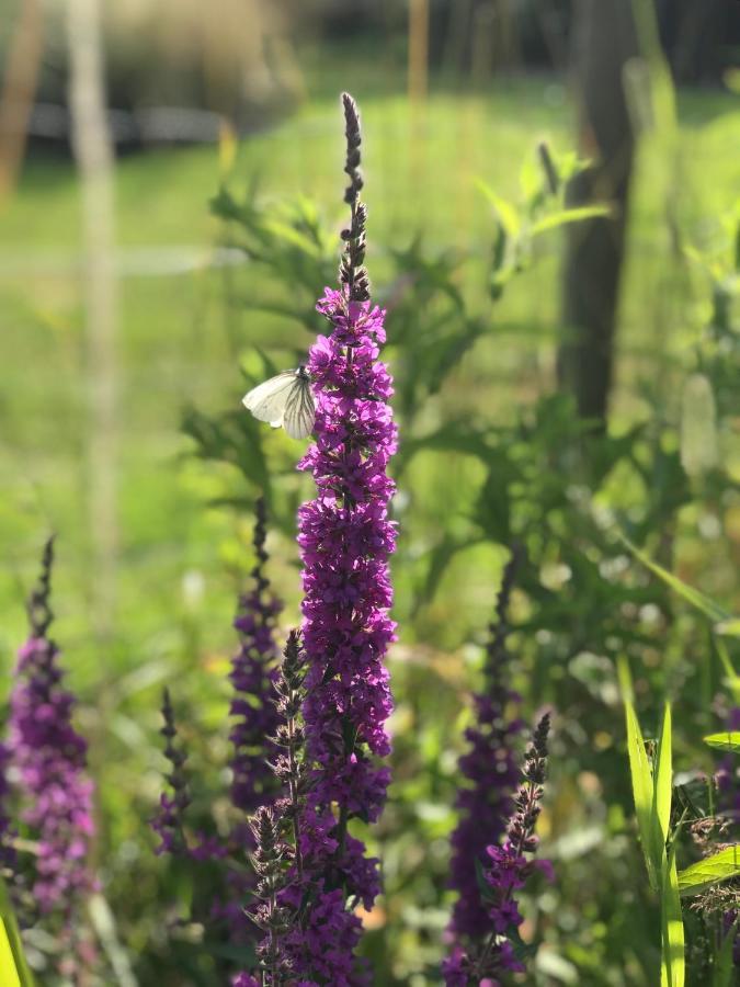 B&B 'T Landschap Boelenslaan Bagian luar foto