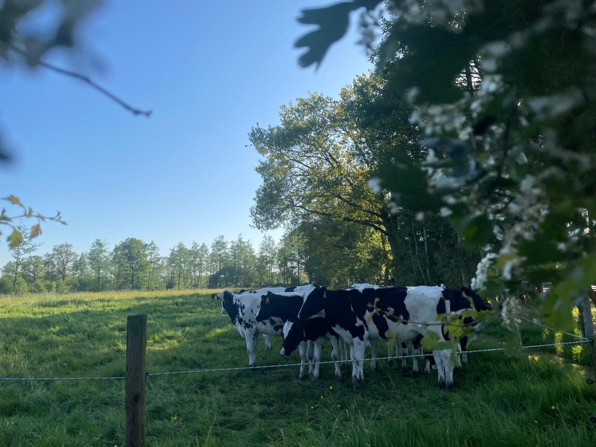 B&B 'T Landschap Boelenslaan Bagian luar foto